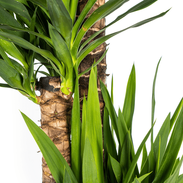 Image of Riesen – Palmlilie Yucca Elephantipes Zimmerpflanze Ø27cm ↕160cm – pflegeleichte Grünpflanze für Wohnzimmer, Büro & helle Standorte kaufen