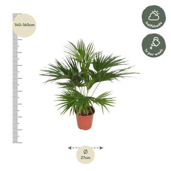 Image of Chinesische Schirmpalme – Livistona Chinensis – Zimmerpflanze – 170cm – Ø27cm – pflegeleichte tropische Fächerpalme für Innen und Außen-1