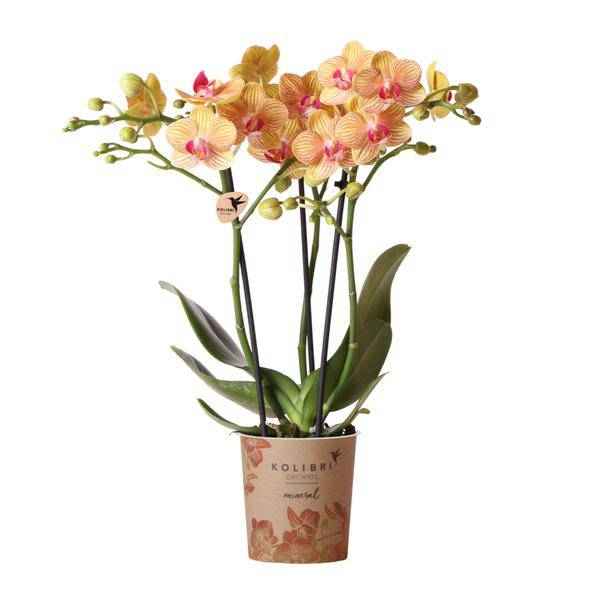 Image of Phalaenopsis Orchid Orange Jamaica Zimmerpflanze Ø9cm – blühende Orchidee für Wohnzimmer, Büro & helle Standorte kaufen-0