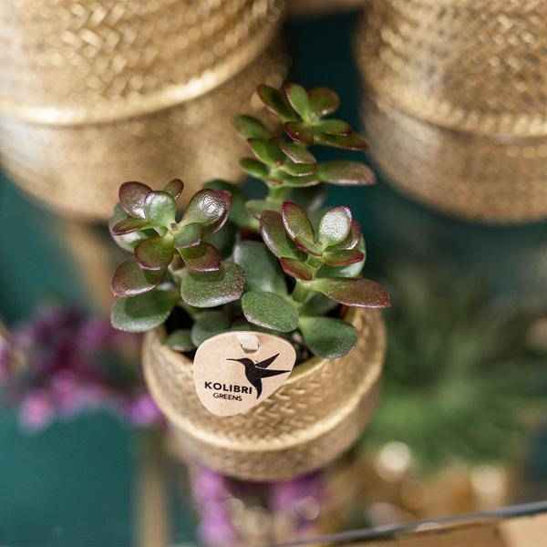 Image of Pflanzenset Groove gold – Weiße Phalaenopsis Amabilis Ø9cm & Aloe Brevifolia Ø6cm – goldene Keramik – Ziertöpfe – Elegantes Orchideen – Set-3