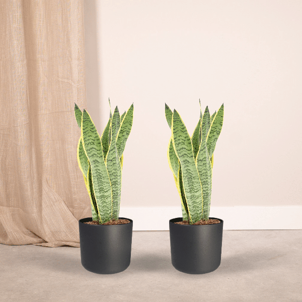 Image of Bogenhanf Sansevieria Laurentii Zimmerpflanze Ø14cm ↕40cm – pflegeleichte Grünpflanze für Wohnzimmer, Büro & helle Standorte kaufen-1