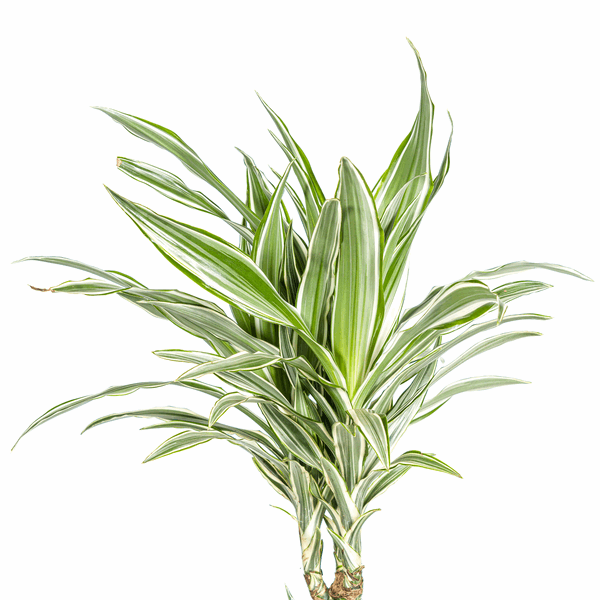 Image of Dracaena Deremensis White Stripe – Drachenbaum – Ø24cm – ↕130-150cm – Elegante Zimmerpflanze mit weißen Blattstreifen – Pflegeleicht & luftreinigend