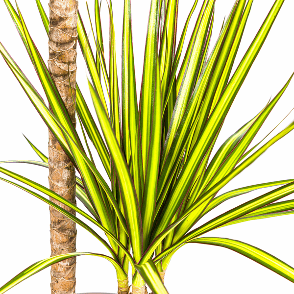 Image of Dracaena Marginata Sunray Drachenbaum – Zimmerpflanze Ø19cm – ca. 80-100cm hoch – Tropischer Akzent mit grünen und gelben Blättern-1