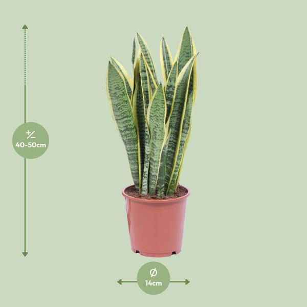 Image of Bogenhanf Sansevieria Trifasciata Laurentii Zimmerpflanze Ø14cm ↕50cm – pflegeleichte Grünpflanze für Wohnzimmer, Büro & helle Standorte kaufen-1