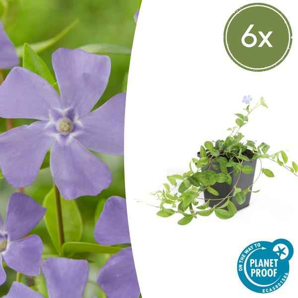 Image of Kleines Immergrün – Vinca minor – ↕10-25cm – Ø9cm – 6 Pflanzen – Blauer Bodendecker – Sonne & Schatten – Pflegeleicht-1