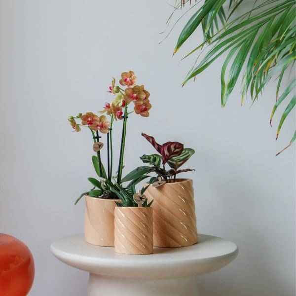 Image of Candy Blumentopf Hoch Pfirsich Ø9cm – Keramiktopf in Form – Pflanzentopf für Orchideen, Grünpflanzen & Sukkulenten-3