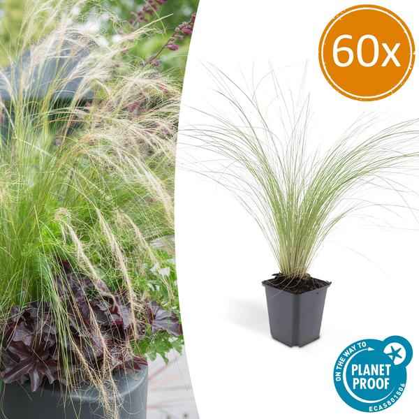 Image of Federgras Stipa tenuissima 'Pferdeschwänze' – ↕10-25cm – Ø9cm – 60 Pflanzen – Luftiges, graziles Ziergras – Blüte Mai – September