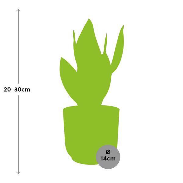Image of Bogenhanf Sansevieria Futura Superba – Schwiegermutterzunge Zimmerpflanze inkl. Ziertopf Vibes Fold Rosa Ø14cm – Pflegeleicht & luftreinigend-1