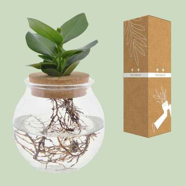 Image of Clusia im Kugelglas mit Schnappkorken – Ø12cm – ↕30cm – Hydroponie – Deko mit grünen Pflanzen