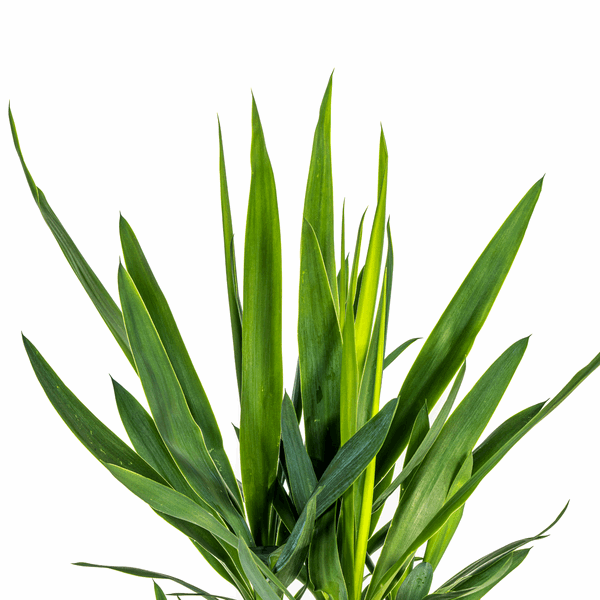 Image of Yucca Elephantipes – Riesen – Palmlilie – Zimmerpflanze Ø19cm ↕70-90cm – Robust & pflegeleicht – Exotisch & dekorativ-1