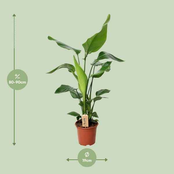 Image of Baum – Strelitzie Strelitzia Nicolai Zimmerpflanze Ø19cm ↕90cm – tropische Grünpflanze für Wohnzimmer, Büro & helle Standorte kaufen