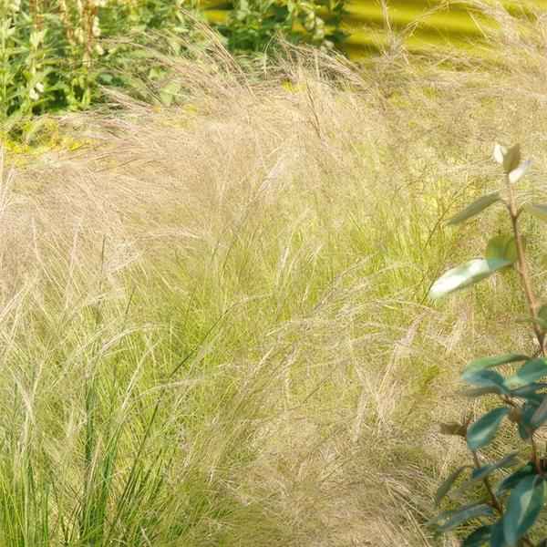 Image of Federgras – Stipa tenuissima 'Pferdeschwänze' – ↕10-25cm – Ø9cm – 6 Pflanzen – Luftiges Ziergras – Sonne – Pflegeleicht – Blühend von Mai bis Septembe