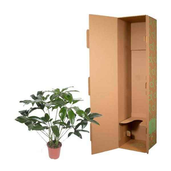 Image of Baumfreund – Philodendron Green Wonder – Zimmerpflanze – 120cm – Ø27cm – tropische Kletterpflanze mit großen herzförmigen Blättern-2