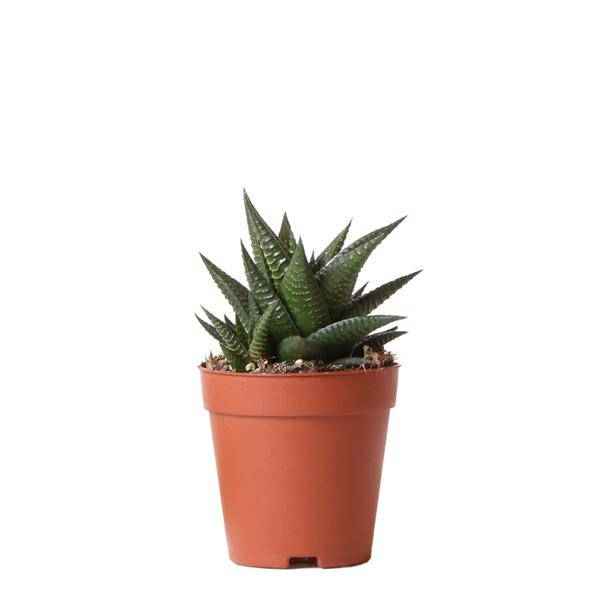 Image of Sukkulente Haworthia Limifolia Zimmerpflanze Ø9cm – pflegeleichte Sukkulente für Wohnzimmer, Büro & helle Standorte kaufen-0