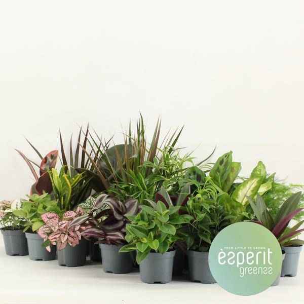 Image of Grüner Mix Greens – 24 Zimmerpflanzen im Set – Ø8,5cm – Höhe ca. 10cm – kleine Grünpflanzen für Wohnung Büro Deko & Events
