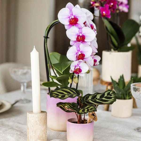 Image of Gradience Übertopf Rosa – Ø9cm – Keramik – Blumentopf mit Farbverlauf – Glänzender Übertopf für Orchideen, Zimmerpflanzen & Sukkulenten-3