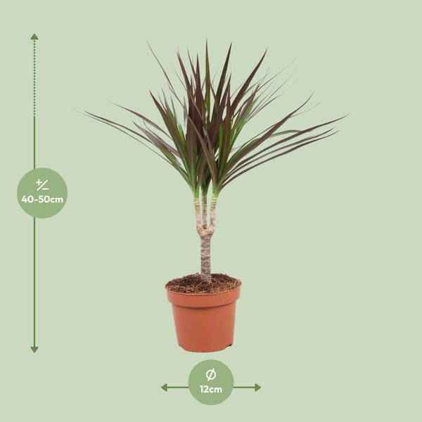 Image of Drachenbaum Dracaena Magenta Zimmerpflanze Ø12cm ↕50cm – pflegeleichte Grünpflanze für Wohnzimmer, Büro & helle Standorte kaufen-1