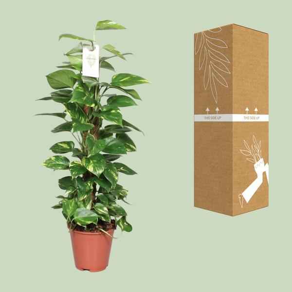 Image of Efeutute Epipremnum Scindapsus Pinnatum – Goldene Efeutute am Moosstock – Ø19cm – ↕80cm – Luftreinigende Zimmerpflanze mit herzförmigen Blättern-2