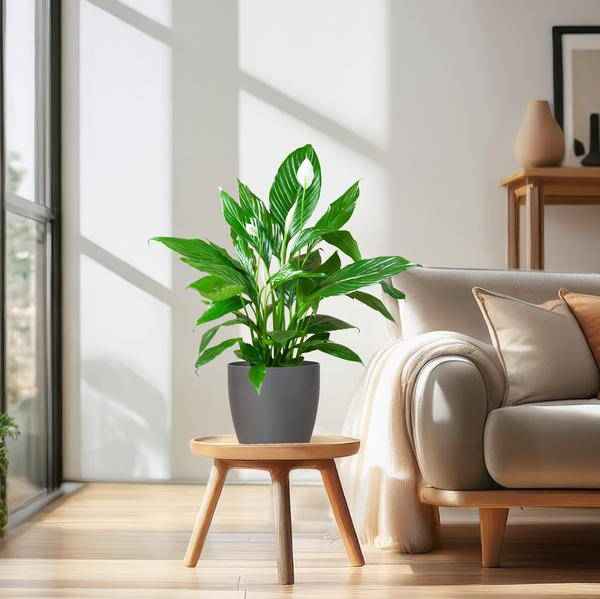 Image of Spathiphyllum Sweet Lauretta – Scheidenblatt – Zimmerpflanze inkl. Übertopf – ↕80cm – Ø21cm – Friedenslilie mit eleganten weißen Blüten-2