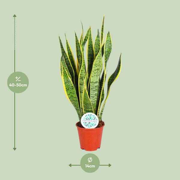 Image of Bogenhanf – Sansevieria Trifasciata Laurentii – Zimmerpflanze – Ø14cm – ca. 50cm hoch – Luftreinigend & extrem pflegeleicht