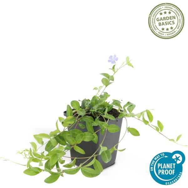 Image of Vinca minor – Kleines Immergrün – Bodendecker – 12Pflanzen – Blühend März bis Juni – Sonne & Schatten – Pflegeleicht & Robust-3