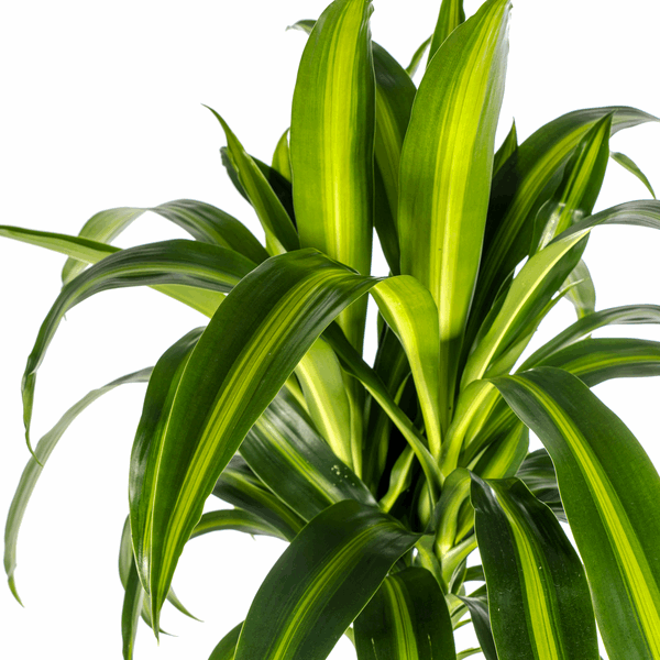 Image of Dracaena Deremensis Hawaiian Sunshine – Drachenbaum – Ø24cm – ↕130-150cm – Tropische Zimmerpflanze mit gelb – grünen Blättern-1