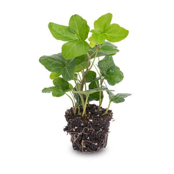 Image of Hedera Helix – Gemeiner Efeu – Zimmerpflanze – Ø6cm – Terrarienpflanze – Kletterpflanze mit dichtem Blattwuchs – Pflegeleicht & Winterhart