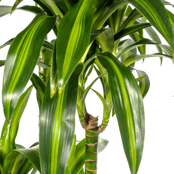 Image of Drachenbaum Dracaena Deremensis Hawaiian Sunshine – Zimmerpflanze – Ø27cm – Höhe 180cm – Tropischer Look & pflegeleicht