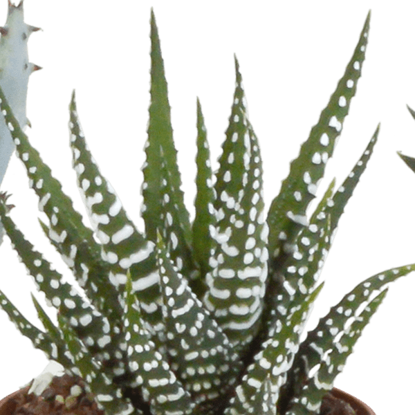 Image of Sukkulenten Mix Gasteria & Haworthia – 5 Pflanzen – Ø5,5cm Zimmerpflanzen – Verschiedene Mini – Sukkulenten-4