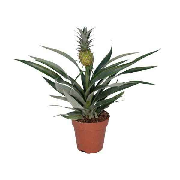 Image of Ananaspflanze – Bromelia Ananas – tropische Zimmerpflanze – Ø12cm – ca. 30cm hoch – pflegeleicht & dekorativ-0