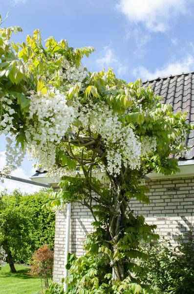 Image of Weißer Blauregen Wisteria floribunda ‘Longissima Alba’ Gartenpflanze Ø15cm ↕65cm – winterharte Pflanze für Garten, Balkon, Terrasse, Kübel & Beet