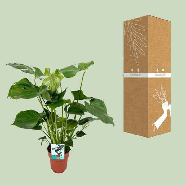 Image of Monstera Deliciosa Köstliches Fensterblatt Zimmerpflanze Ø19cm ↕60cm – pflegeleichte Grünpflanze für Wohnzimmer, Büro & helle Standorte kaufen-2