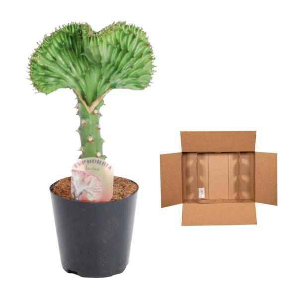 Image of Euphorbia lactea Cristata Grün – Korallen – Wolfsmilch – Zimmerpflanze – Höhe ca. 35cm – Ø12cm – Exotische Sukkulente in Korallenform-2