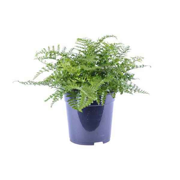 Image of Nestfarn Asplenium Parvati Zimmerpflanze Ø21cm ↕40cm – pflegeleichte Grünpflanze für Wohnzimmer, Büro & helle Standorte kaufen-0