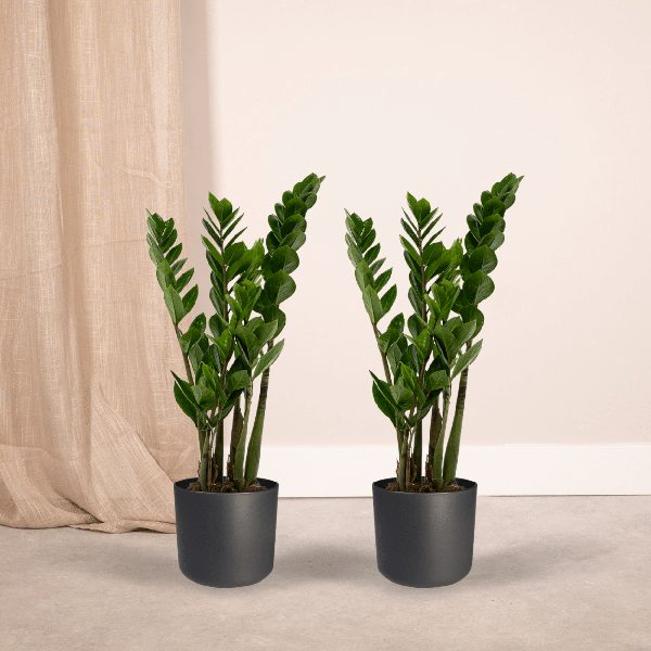 Image of Glücksfeder – Zamioculcas zamiifolia – Smaragdpalme – 2 Pflanzen – Ø14cm – Höhe ca. 50cm – Pflegeleichte Zimmerpflanzen für Büro & Zuhause-1