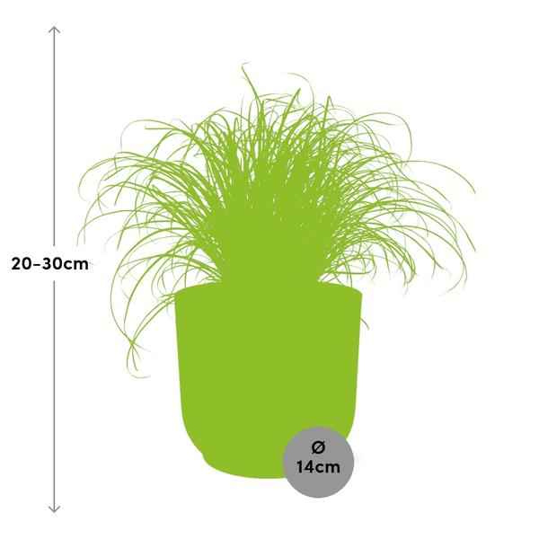 Image of Wechselblättriges Zyperngras Cyperus Alternifolius Zumula Zimmerpflanze Ø14cm – pflegeleichte Grünpflanze für Wohnzimmer, Büro & helle Standorte