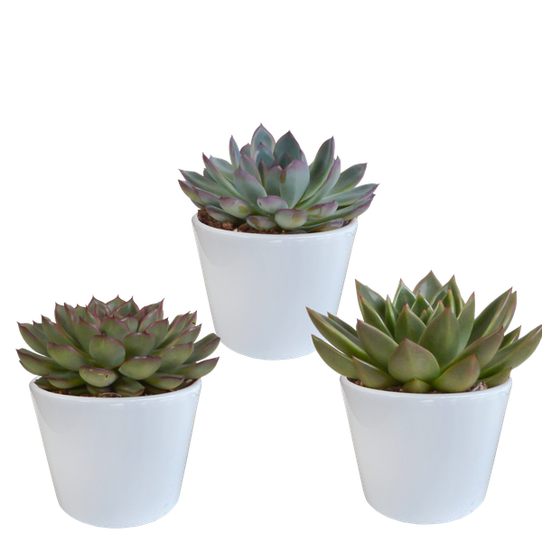 Image of Echeveria Mix – Steinrose 3 Pflanzen – Ø10,5cm Zimmerpflanzen im weißen Topf – Verschiedene Sukkulenten
