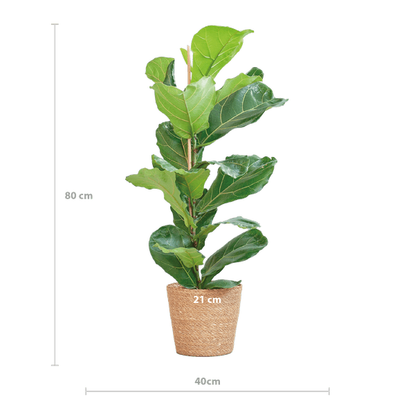 Image of Ficus Lyrata – Geigen – Feige Zimmerpflanze – ca. 80cm hoch – Ø21cm – große dekorative Blätter – inkl. Seegras Korb Sofia Natur-1
