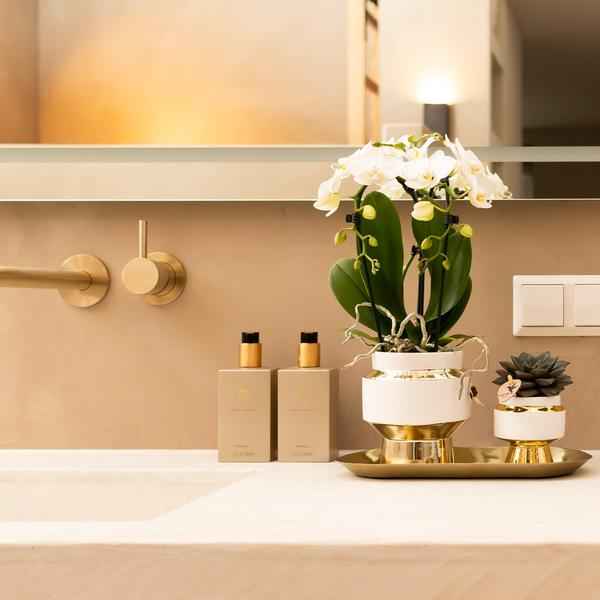 Image of Le Chic Blumentopf Zimmerpflanze Ø6cm – blühende Orchidee für Wohnzimmer, Büro & helle Standorte kaufen-1