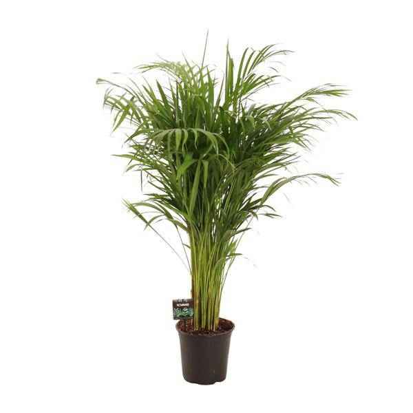 Image of Goldfruchtpalme Dypsis lutescens Zimmerpflanze Ø21cm ↕110cm – tropische Grünpflanze für Wohnzimmer, Büro & helle Standorte kaufen-0