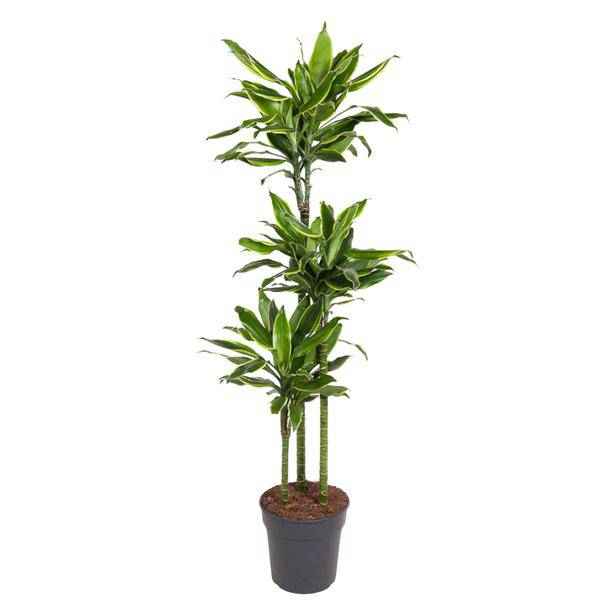 Image of Drachenbaum Zimmerpflanze Ø24cm ↕160cm – pflegeleichte Grünpflanze für Wohnzimmer, Büro & helle Standorte kaufen-0