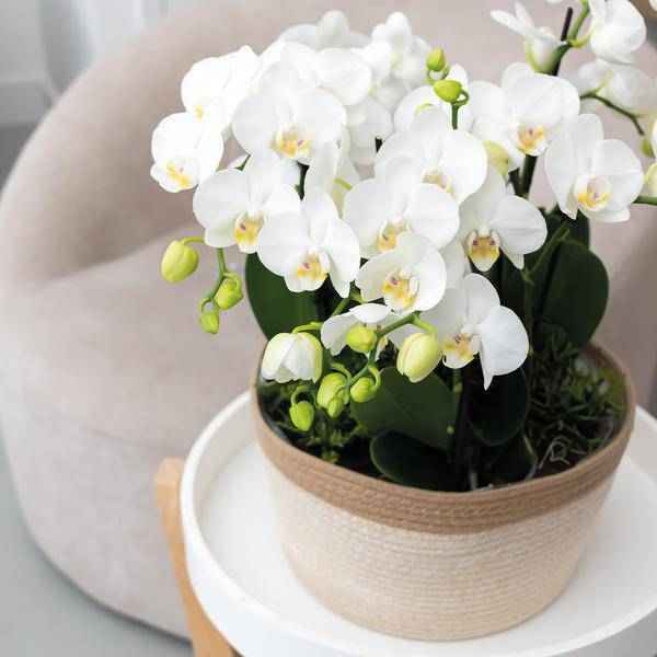 Image of Schilfkorbschale Weiß – Ø30cm – Weidentopf aus Baumwollgeflecht – Handgefertigt – Für Orchideen & Grünpflanzen – Natur – Look mit weißen Details
