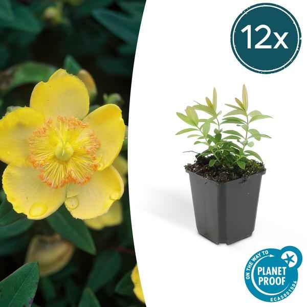 Image of Hypericum calycinum – Großkelchiges Johanniskraut – Ø9cm – ↕10-25cm – 12 Pflanzen – Bodendecker & pflegeleicht – gelbe Blüten von Juli – September