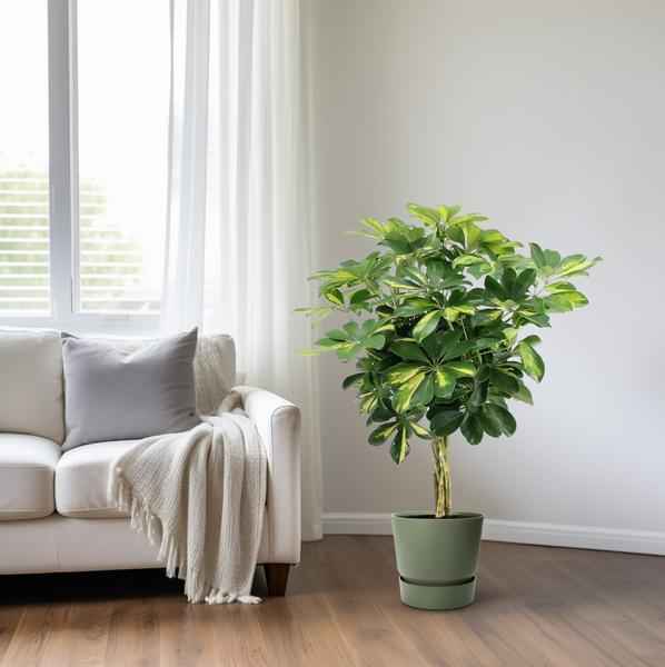 Image of Strahlenaralie Schefflera Arboricola Zimmerpflanze Ø19cm ↕75cm – pflegeleichte Grünpflanze für Wohnzimmer, Büro & helle Standorte kaufen