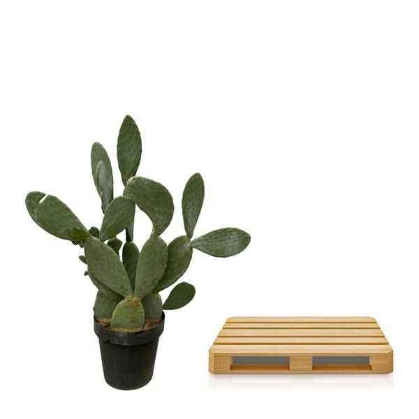 Image of Opuntia Ficus Indica – Feigenkaktus – Große Zimmer – & Gartenpflanze – ↕140cm – Ø50cm – Pflegeleichter Kaktus mit gelben Blüten
