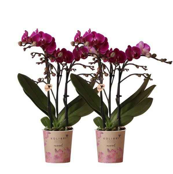 Image of Phalaenopsis Orchideen Zimmerpflanze Ø9cm – blühende Orchidee für Wohnzimmer, Büro & helle Standorte kaufen