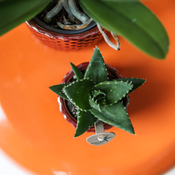 Image of Sukkulente Aloe Brevifolia Zimmerpflanze Ø6cm – pflegeleichte Sukkulente für Wohnzimmer, Büro & helle Standorte kaufen-3
