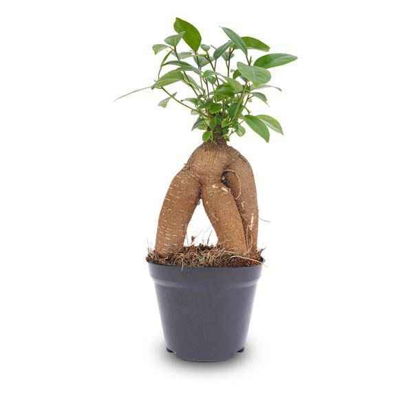 Image of Chinesische Feige – Ficus microcarpa Ginseng – Ø9cm – Bonsai – Zimmerpflanze – Dekorativer Kleinbaum für Zuhause & Büro-4