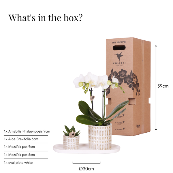 Image of Pflanzenset Weiße Phalaenopsis Orchidee Amabilis & Sukkulente – Keramiktöpfe Mosaik – Auf cremefarbenem organischem Tablett-3