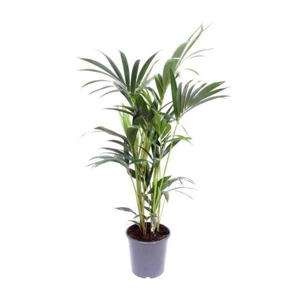 Image of Kentia – Palme – Howea forsteriana – Zimmerpflanze – Ø21cm – ↕120cm – elegante Grünpflanze für Wohnzimmer, Büro & Schlafzimmer-0